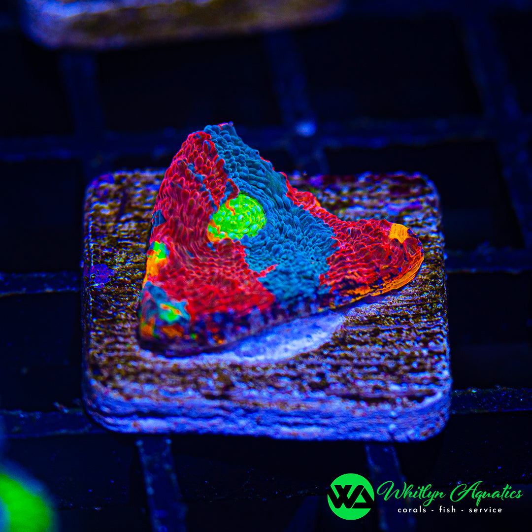 Jellybean Chalice