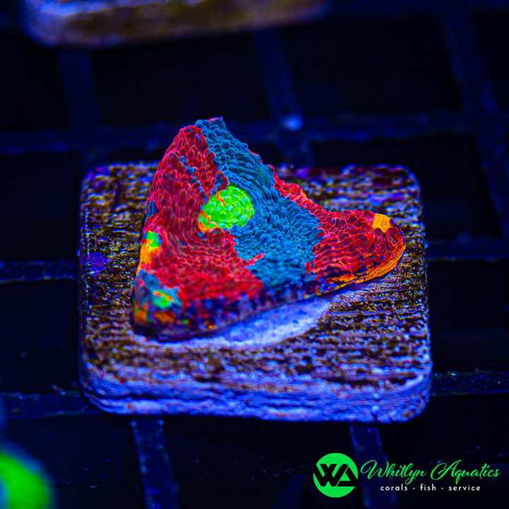 Jellybean Chalice