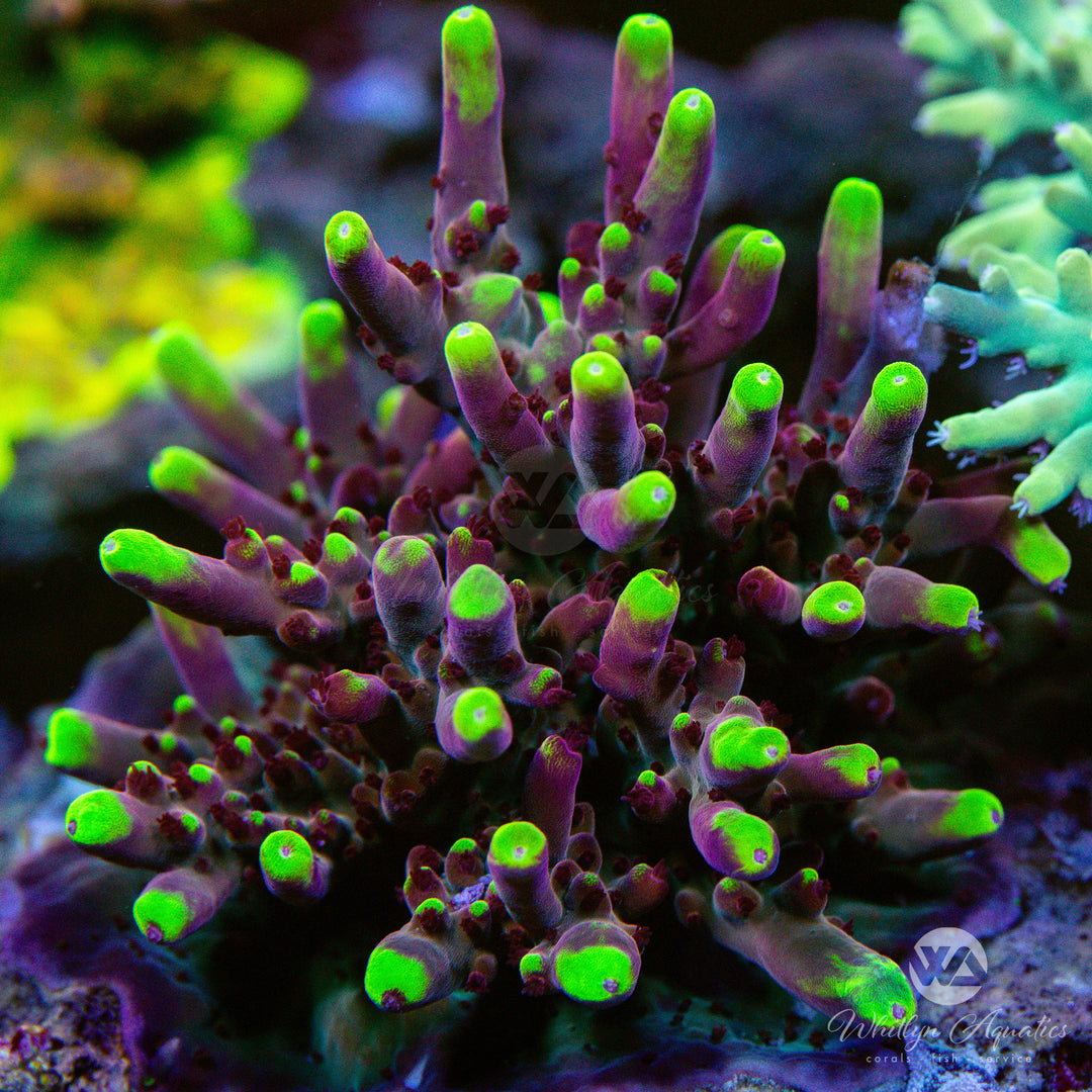 JF Fox Flame Acropora