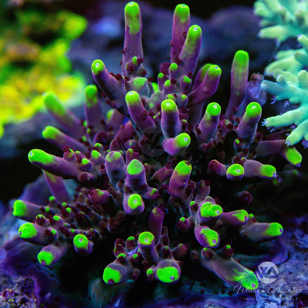 Fox Flame Acropora