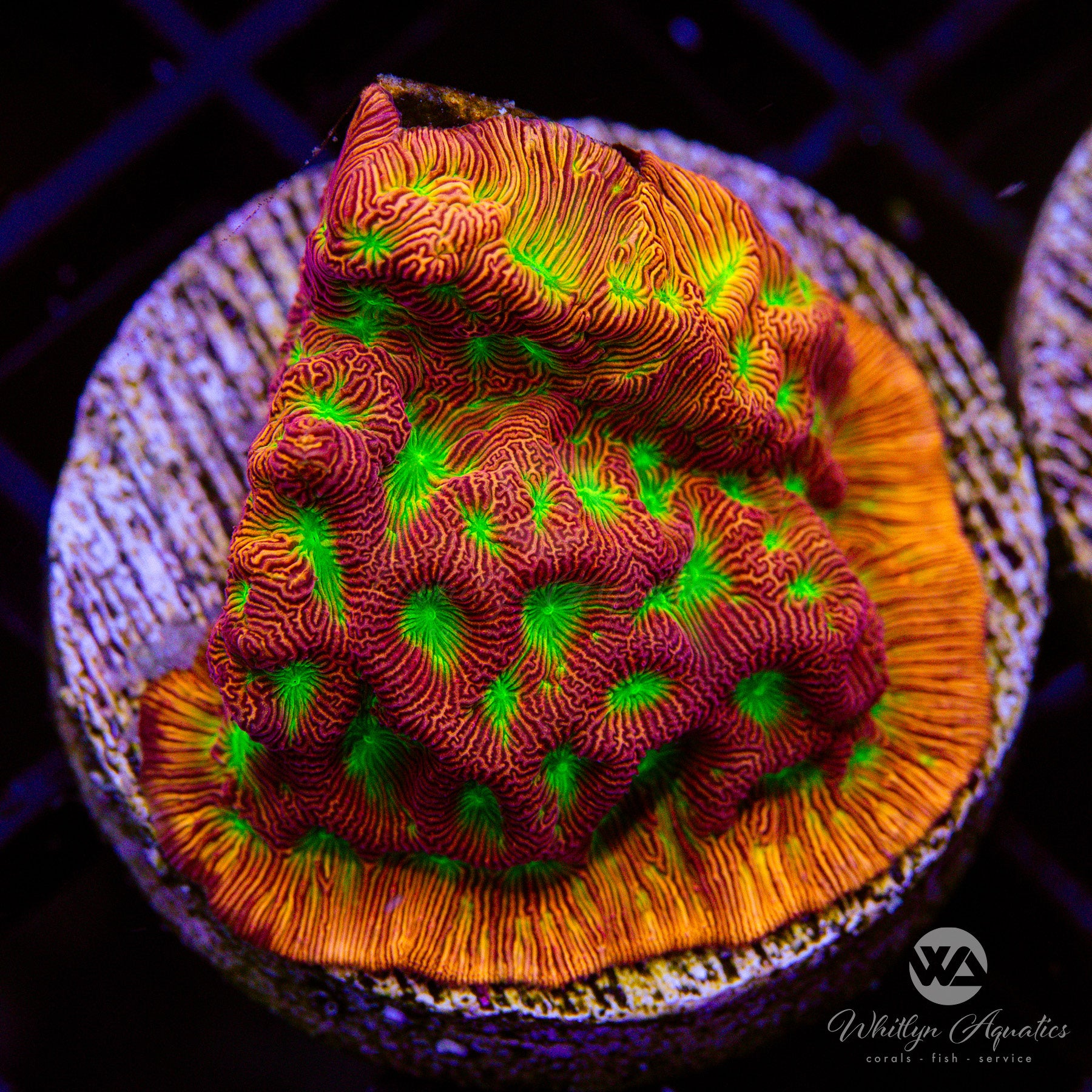 新品・未使用品　CORAL & TUSK　Jack o lantern Coral & Tusk Jack-O'-Lantern Basket | Baskets & Buckets | Weston Table