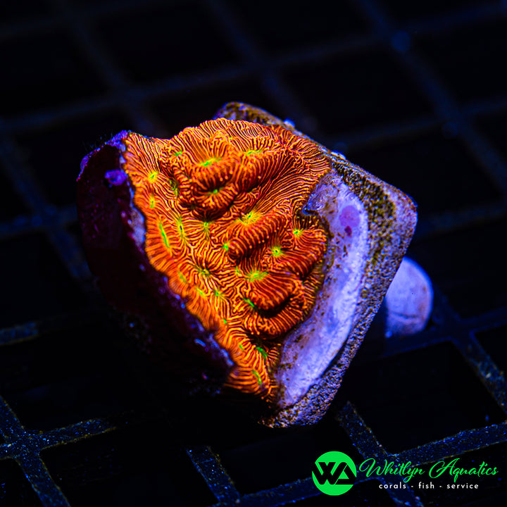 Jack-O-Lantern Leptoseris
