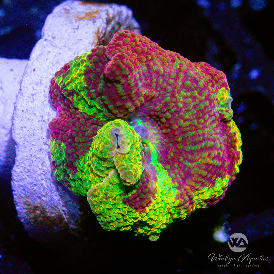 B58 - We Be Jammin' Eclectus Mushroom - WYSIWYG