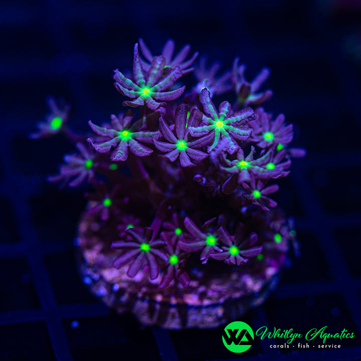 Jasmine Polyps - Knopia octocontacanalis