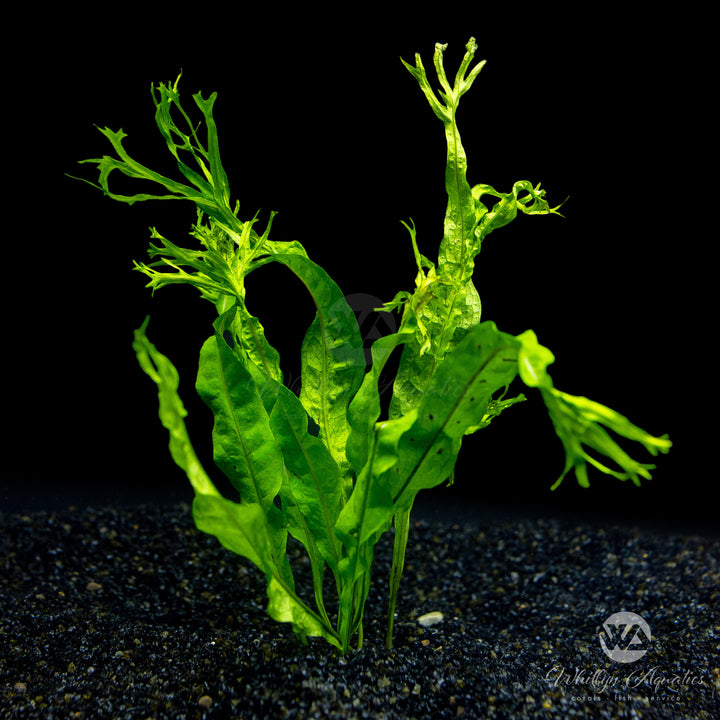 Java Fern Windelov - Miscrosorum pteropus Windelov