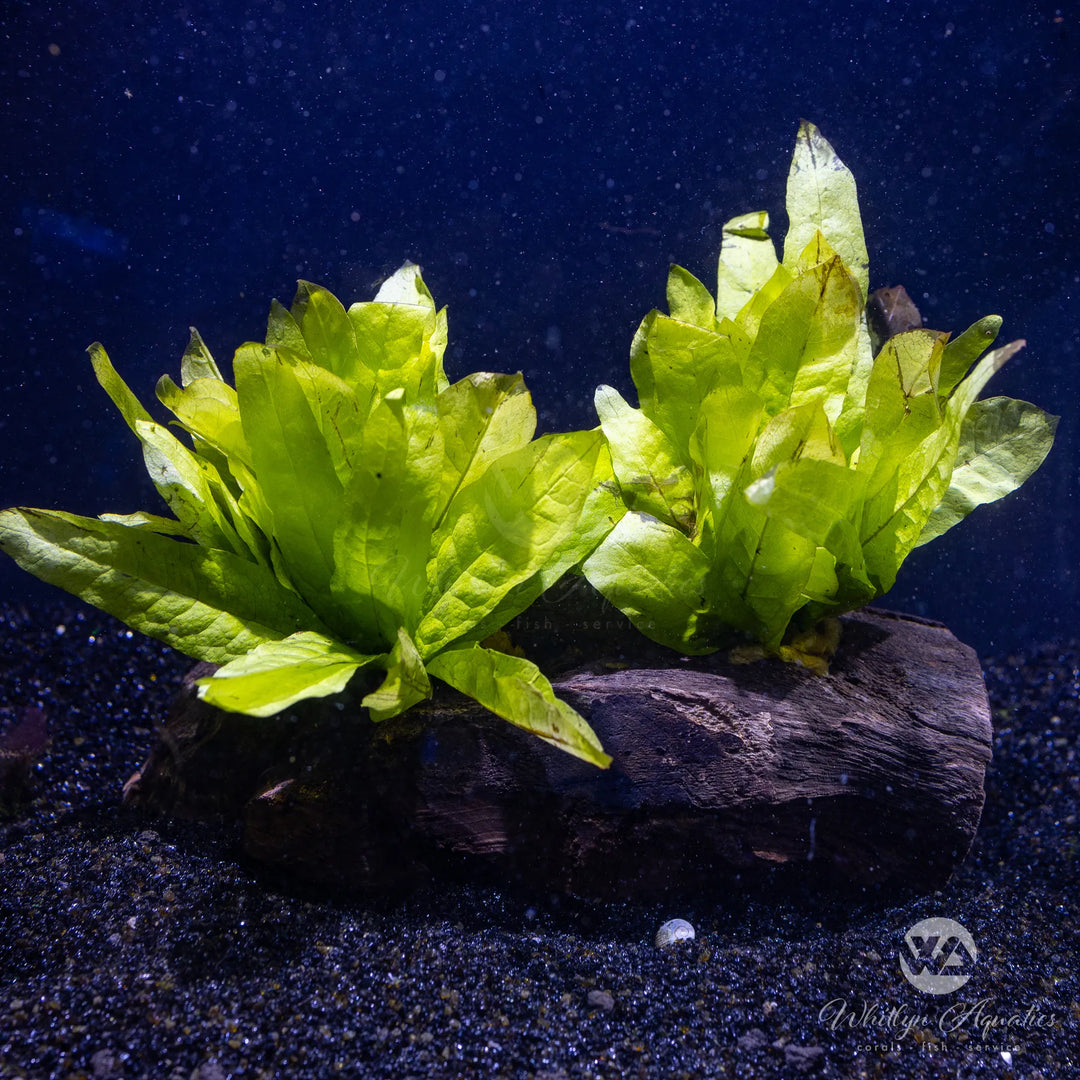 Java Fern - Microsorum pteropus