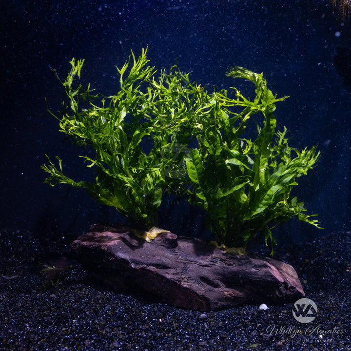 Java Fern Windelov - Miscrosorum pteropus Windelov
