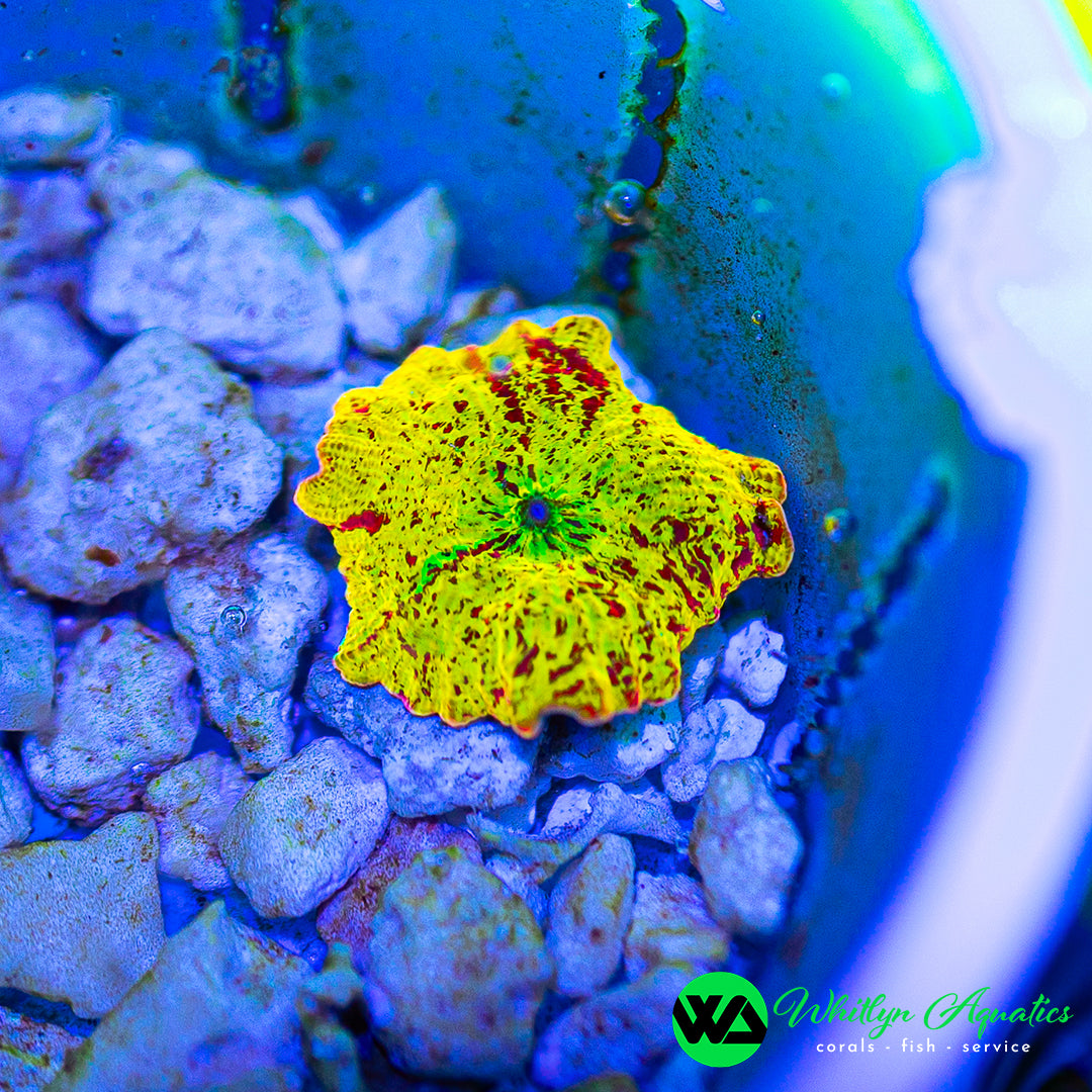 Eclectus Jawbreaker Mushroom