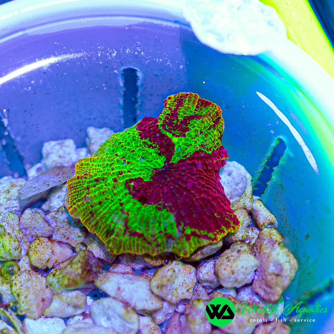 Eclectus Jawbreaker Mushroom