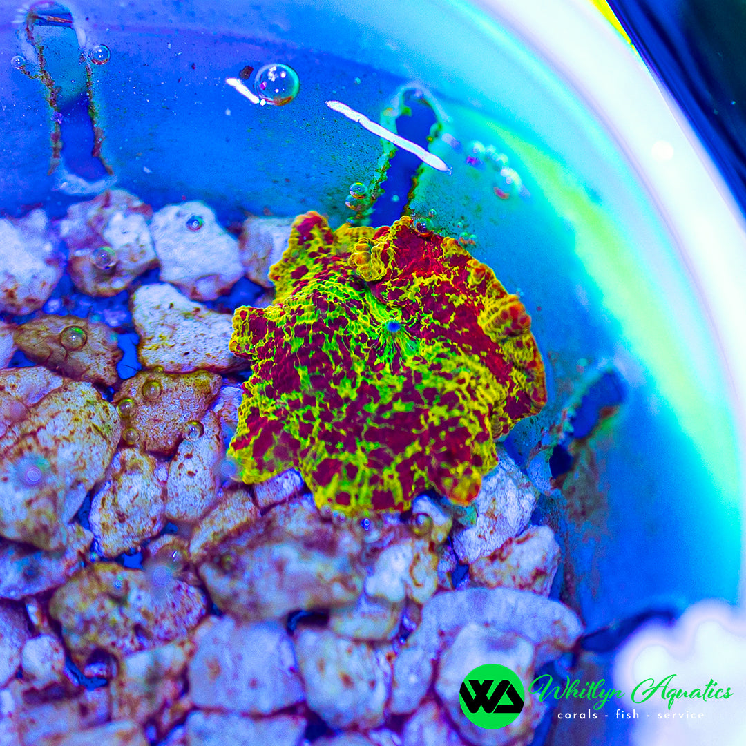 Eclectus Jawbreaker Mushroom