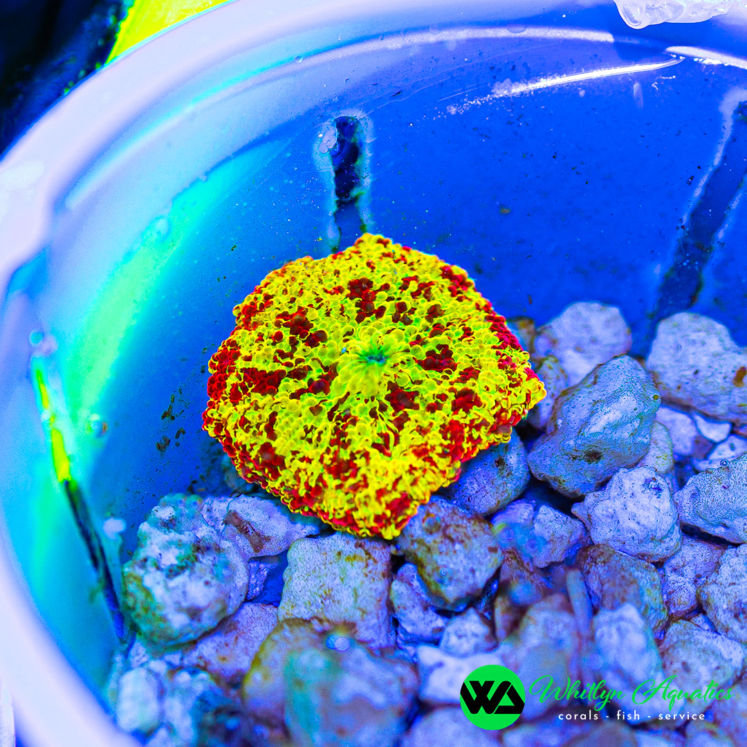 Eclectus Jawbreaker Mushroom