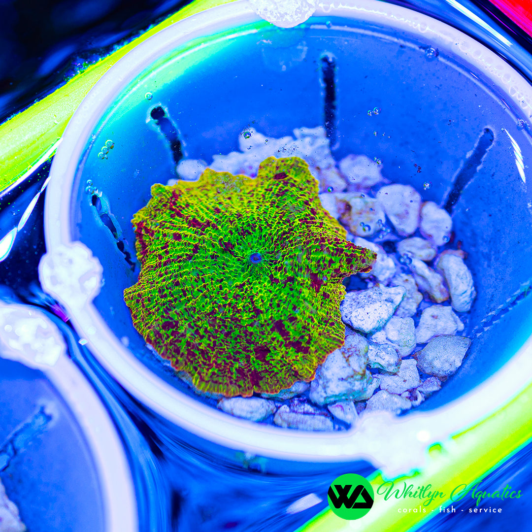 Eclectus Jawbreaker Mushroom