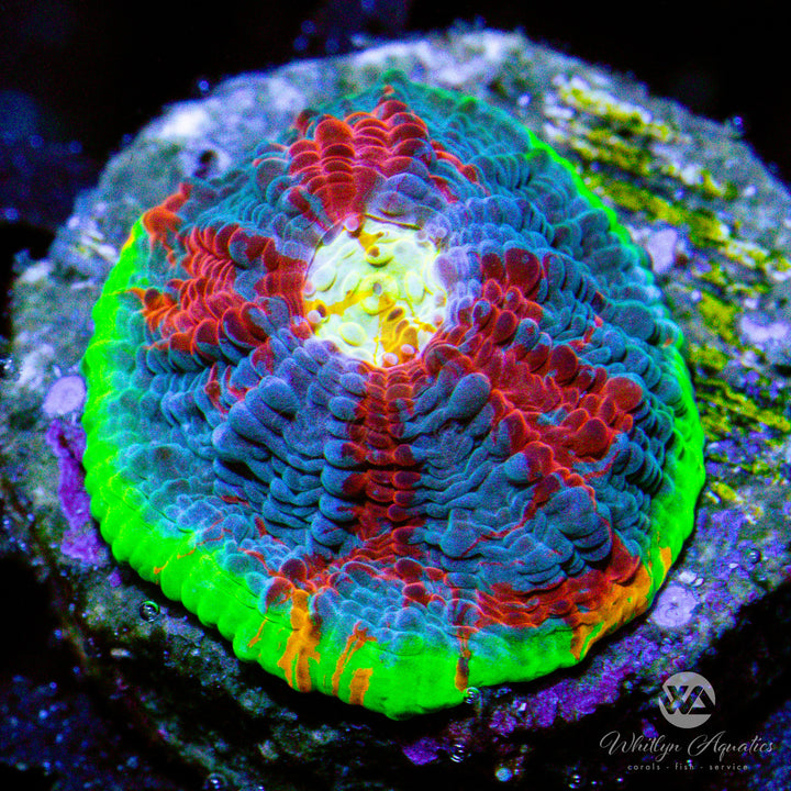 Jellybean Chalice - WYSIWYG (H3)