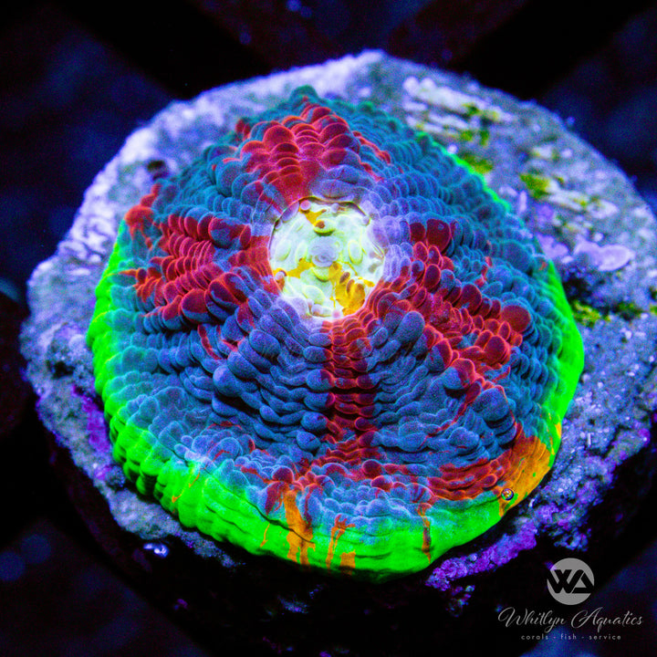 Jellybean Chalice - WYSIWYG (H3)