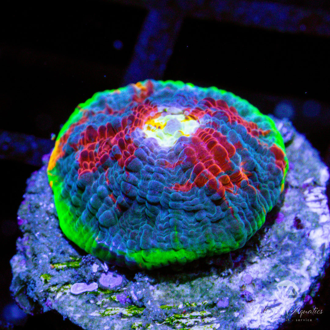 Jellybean Chalice - WYSIWYG (H3)