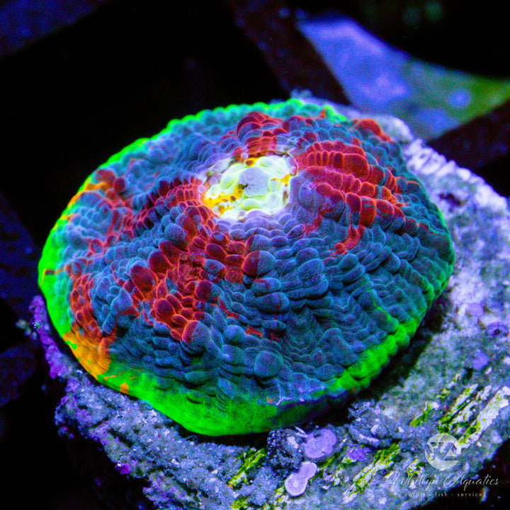 Jellybean Chalice - WYSIWYG (H3)