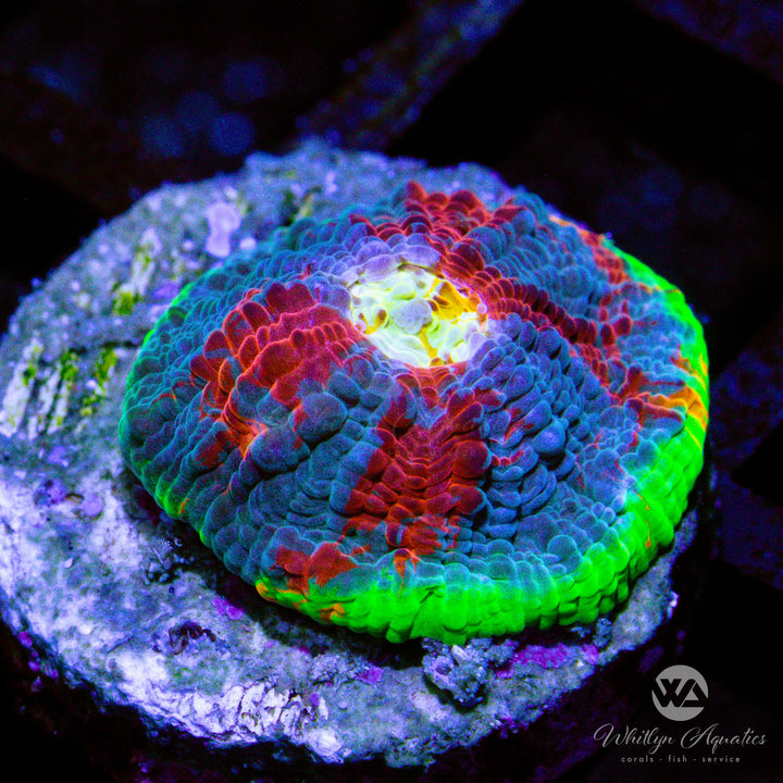 Jellybean Chalice - WYSIWYG (H3)