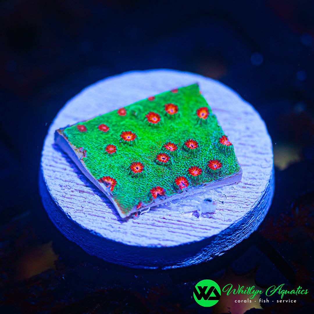 Jingle Bells Cyphastrea