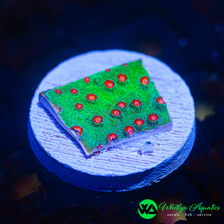 Jingle Bells Cyphastrea