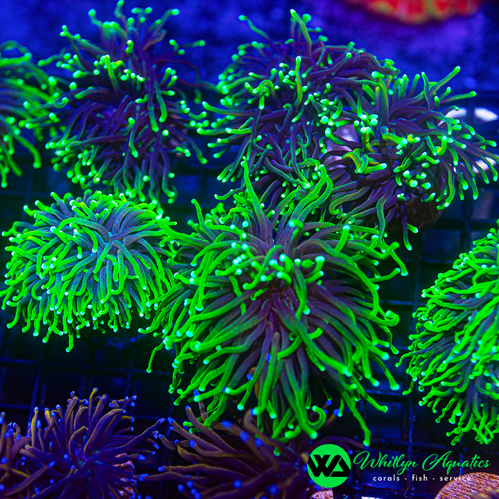 Joker Torch Coral