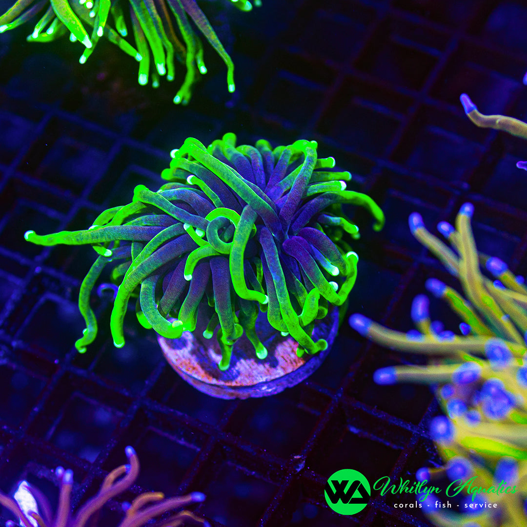 Joker Torch Coral