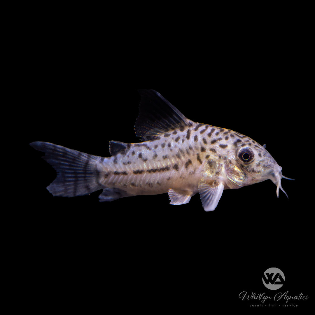 Julii Cory - Corydoras julii