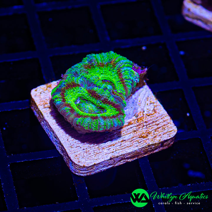 WA Jungle Fire Asian Acan