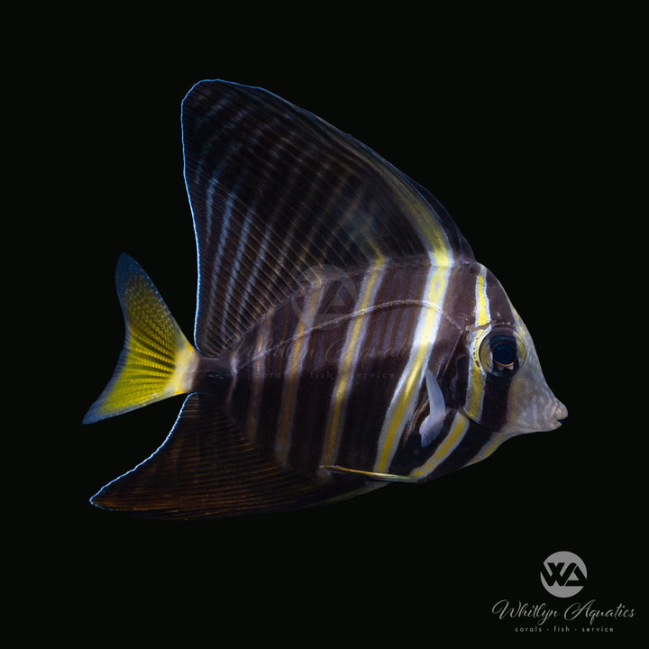 60D - Sailfin Tang (~2.5")- WYSIWYG