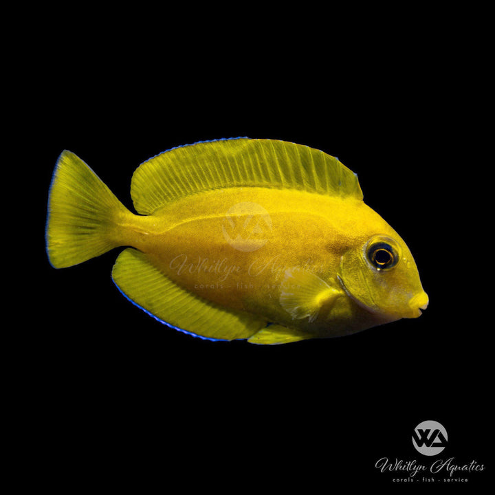 Orange Shoulder Tang - Acanthurus olivaceus
