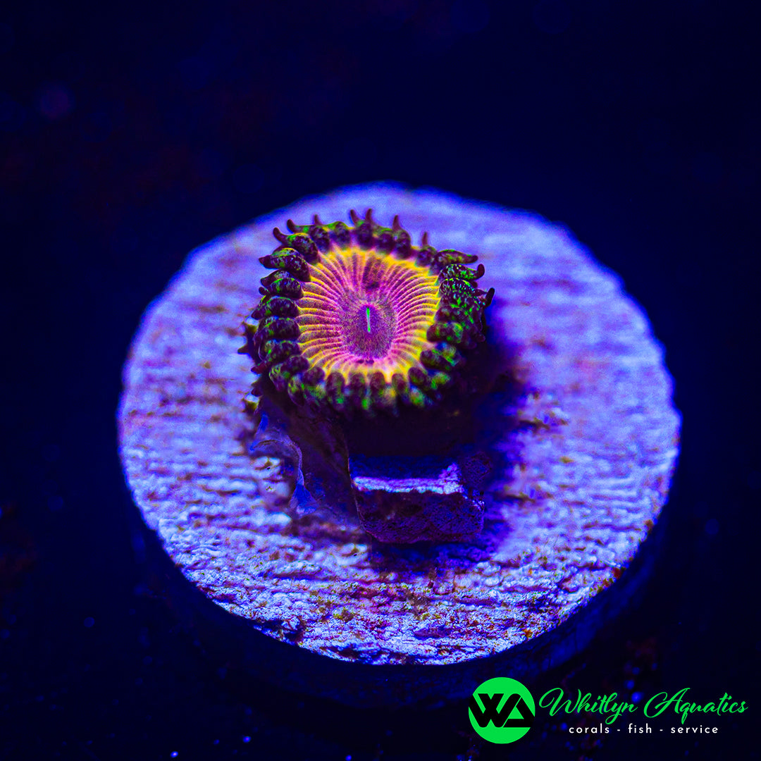 Kamikaze Kush Zoanthid