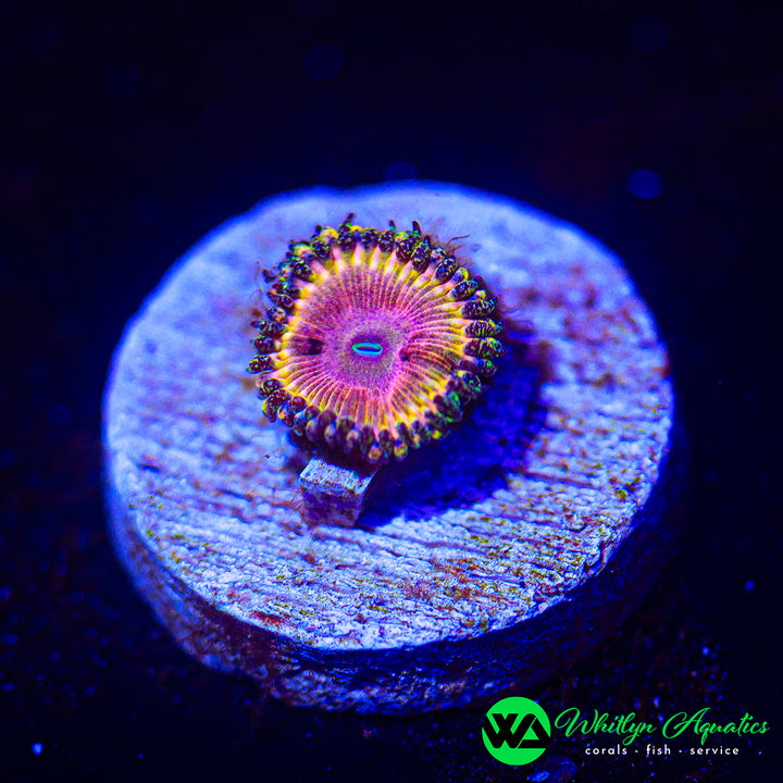 Kamikaze Kush Zoanthid