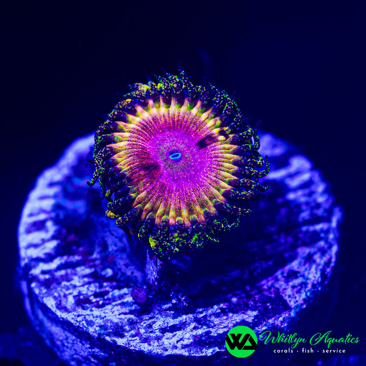 A live coral polyp, likely a sea anemone, glowing vividly under UV aquarium lighting. The center of the coral is a brilliant magenta-pink with a yellow-orange ring, surrounded by dark purple and neon green stinging tentacles, perched on a textured blue-purple rock.