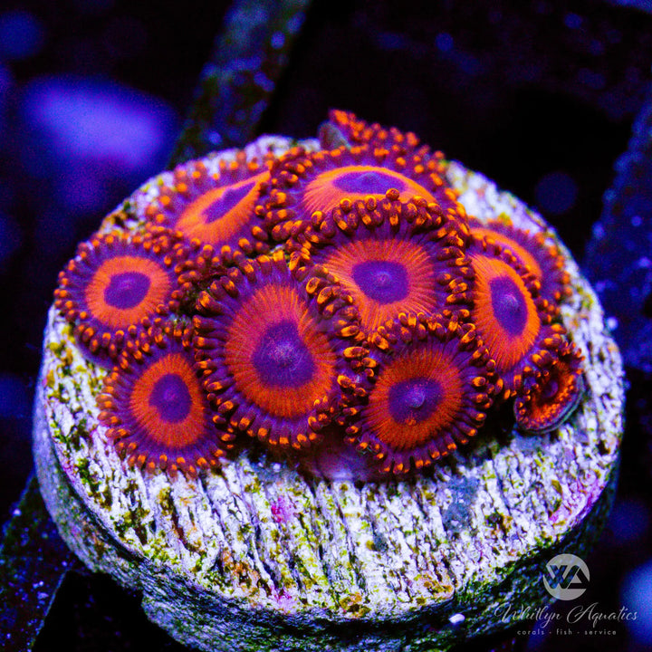 Kedd's Reds Zoanthid (Aquacultured) - Whitlyn Aquatics