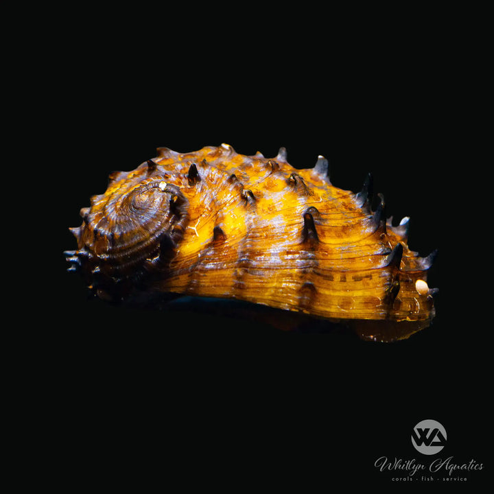 King Koopa "Sea Mine" Nerite Snail - Neritina juttingae