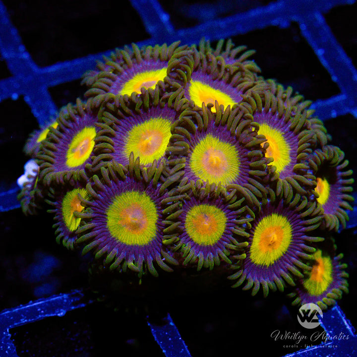 King Midas Zoanthid (Aquacultured) - Whitlyn Aquatics