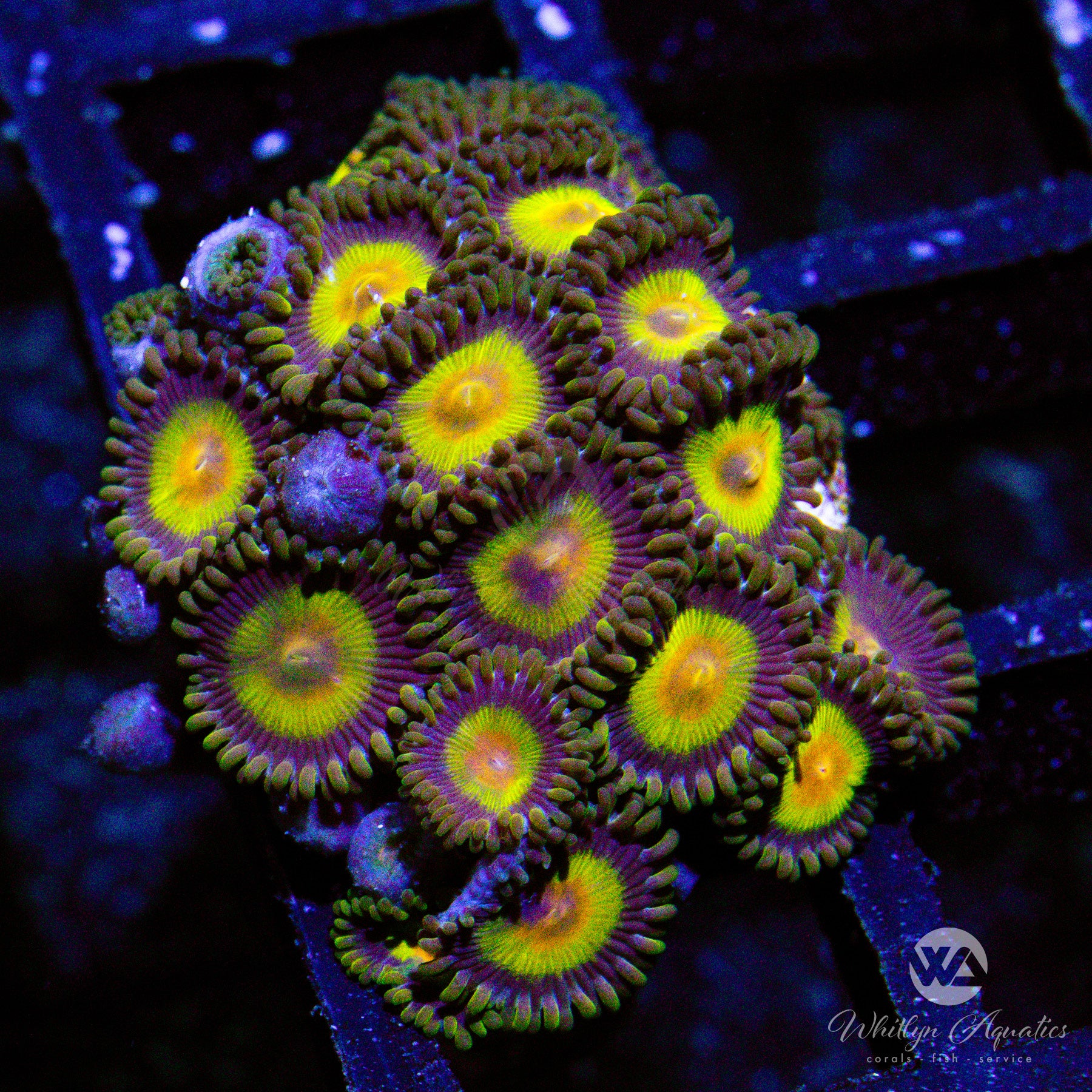 King Midas Zoanthid (Aquacultured) – Whitlyn Aquatics