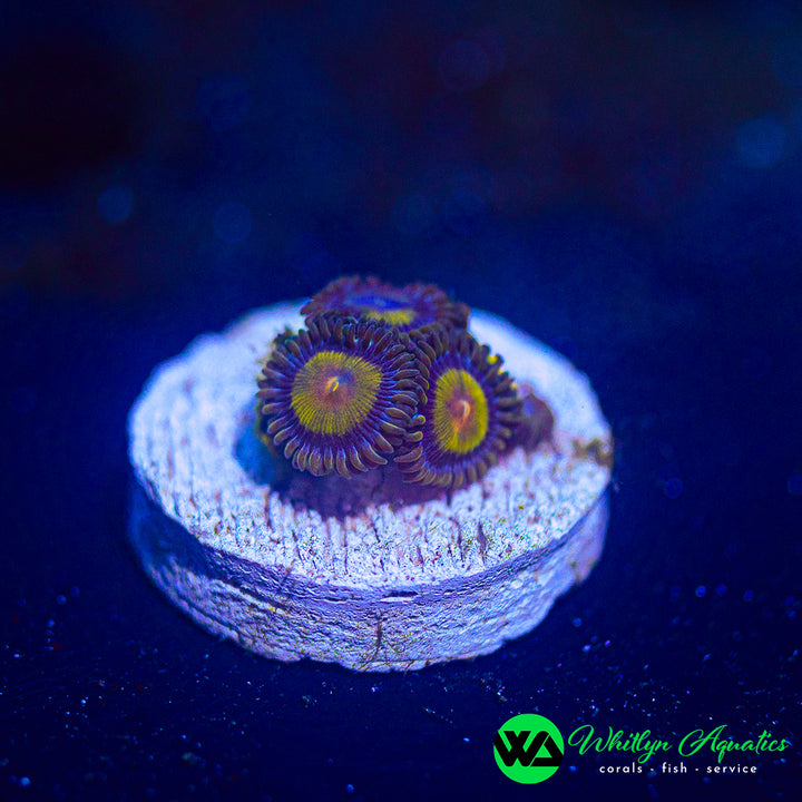 King Midas Zoanthid (Aquacultured)