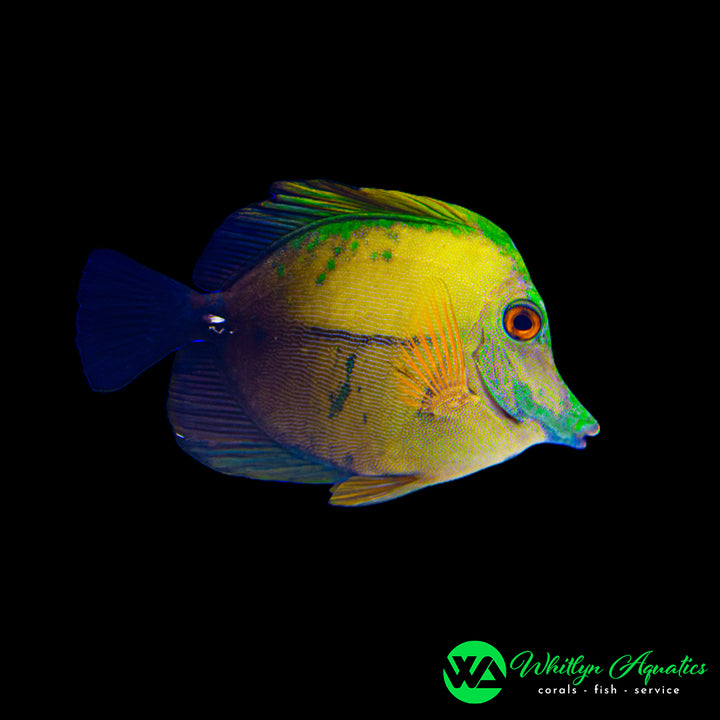 Blue Face Koi Tang - Zebrasoma Scopas - WYSIWYG