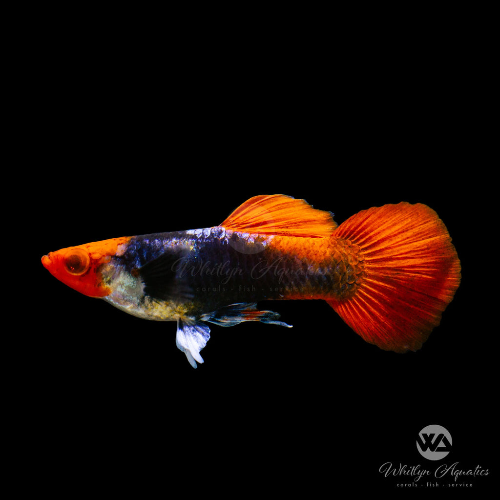 Koi Tuxedo Dwarf Guppy - Poecilia reticulata – Whitlyn Aquatics