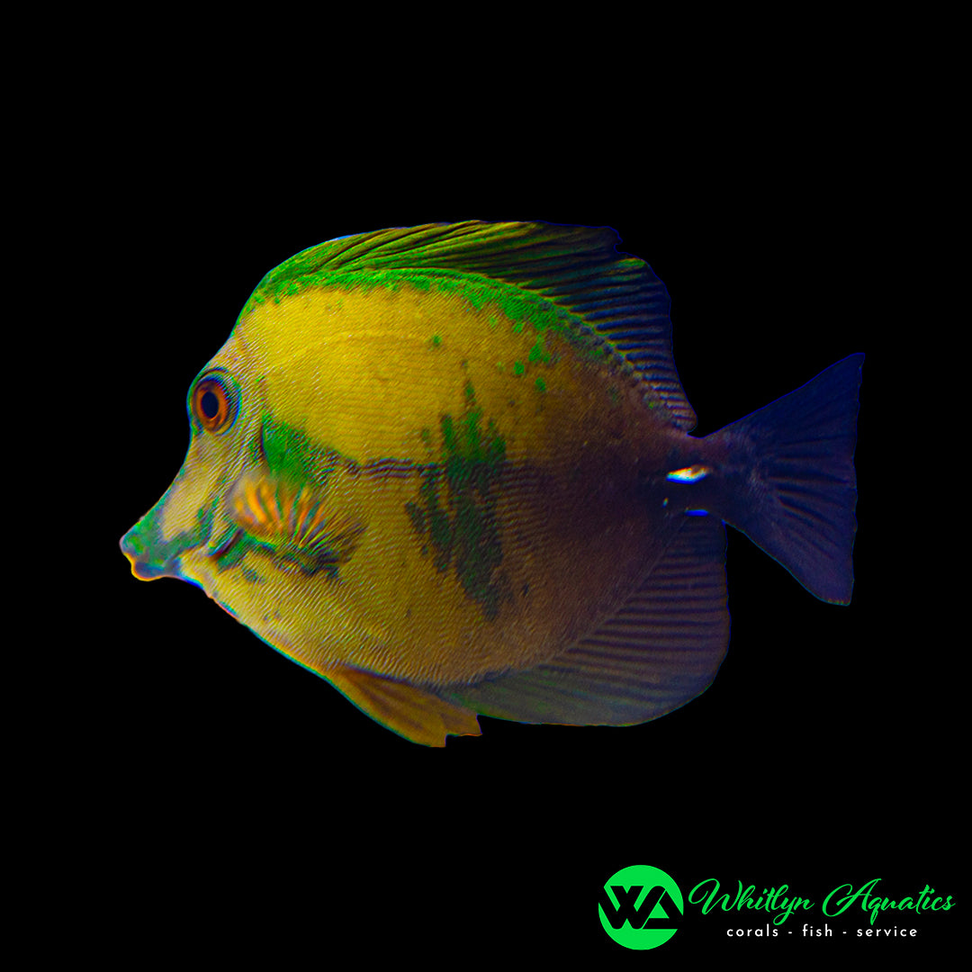 Koi_Tang.jpg?v=1781117870&