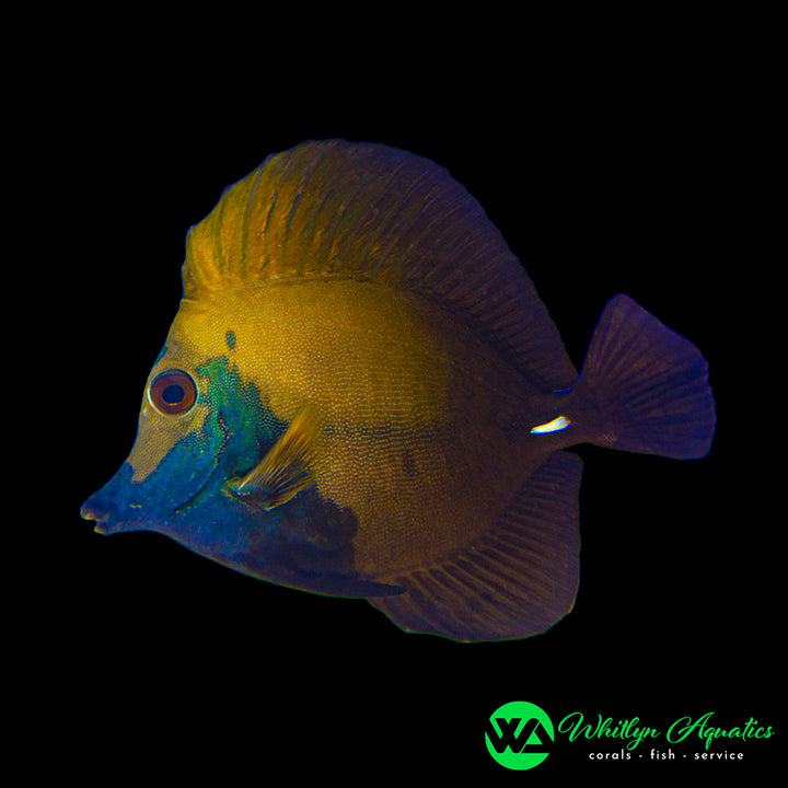 Blue Face Koi Tang - Zebrasoma Scopas - WYSIWYG