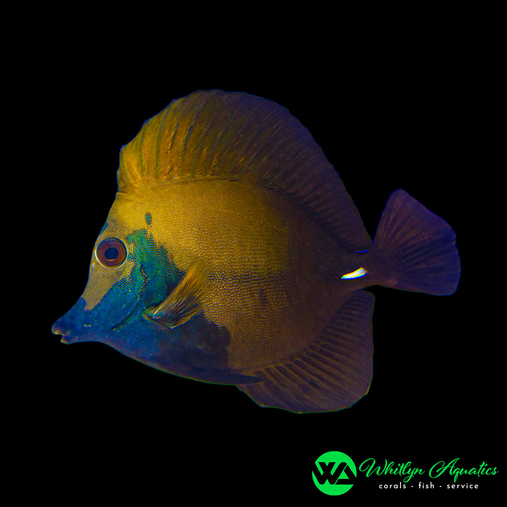 Blue Face Koi Tang - Zebrasoma Scopas - WYSIWYG – Whitlyn Aquatics