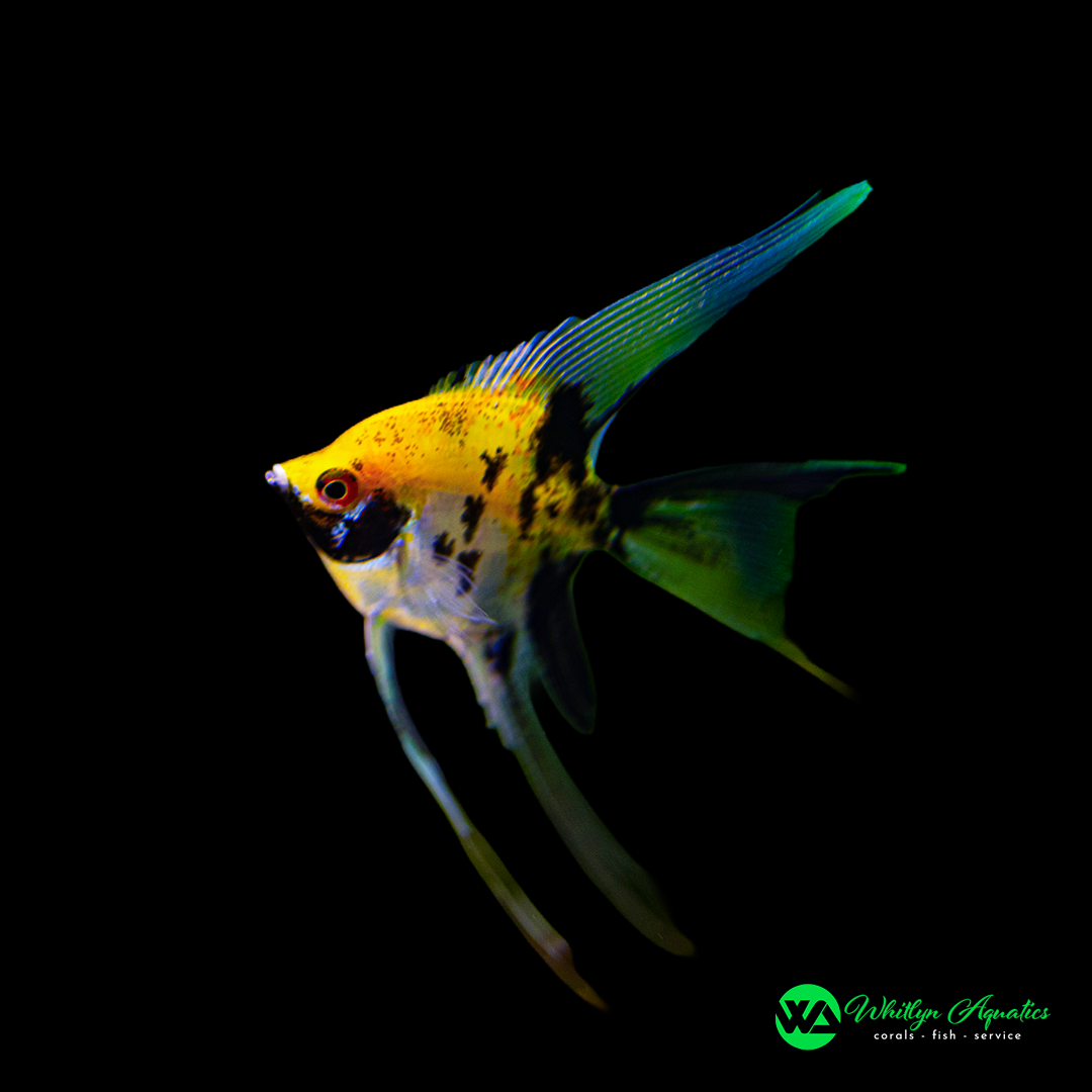 Koi Veiltail Angelfish - Pterophyllum scalare