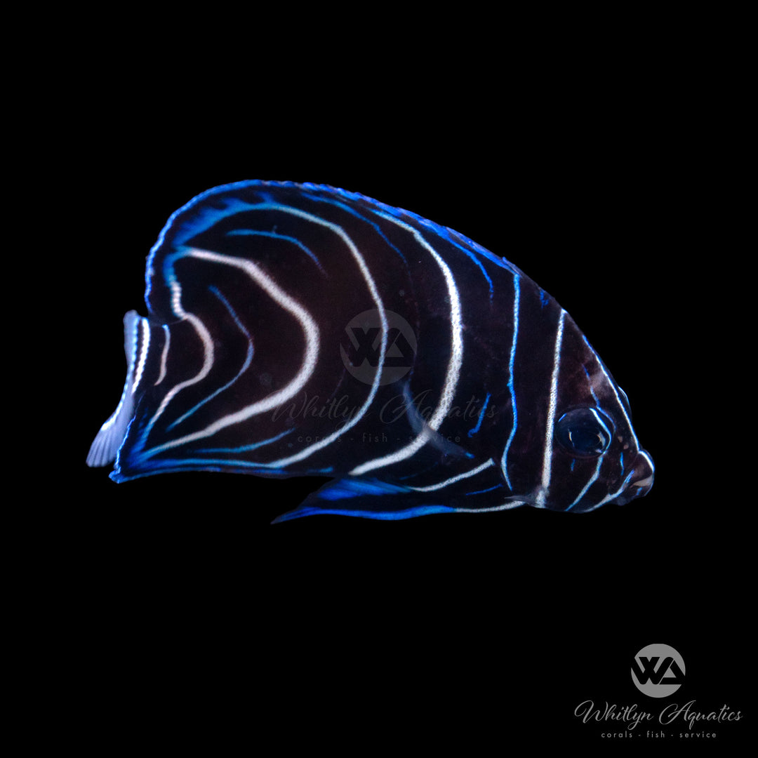 Koran Angelfish - Pomacanthus semicirculatus