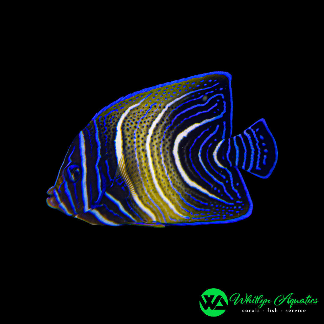Koran Angelfish - Pomacanthus semicirculatus