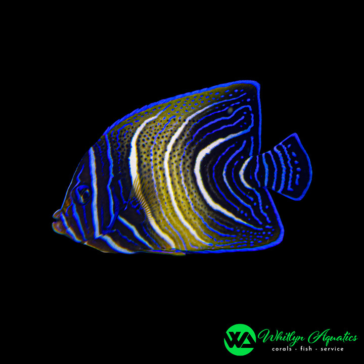 Koran Angelfish - Pomacanthus semicirculatus