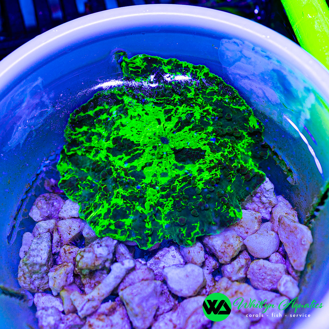 Kryptonite Jawbreaker Mushroom