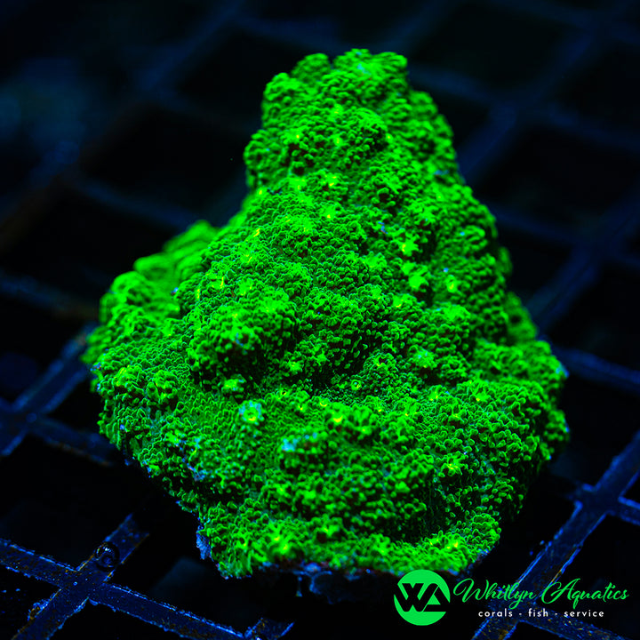 WA Kryptonite Cyphastrea