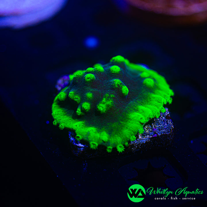 LA Lakers Scroll Coral