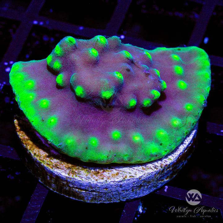 LA Lakers Scroll Coral - WYSIWYG